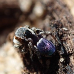 Maratus anomalus at Dalmeny, NSW - suppressed