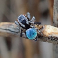 Maratus anomalus at Dalmeny, NSW - suppressed