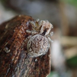 Maratus anomalus at Dalmeny, NSW - 14 Oct 2020