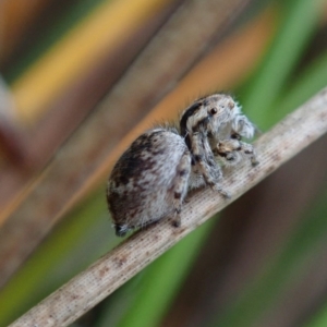 Maratus anomalus at Dalmeny, NSW - 14 Oct 2020