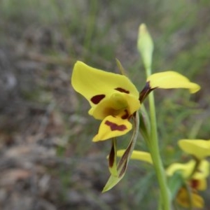 Diuris sulphurea at Yass River, NSW - 19 Oct 2020