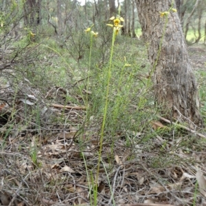 Diuris sulphurea at Yass River, NSW - 19 Oct 2020