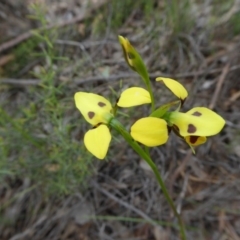 Diuris sulphurea at Yass River, NSW - 19 Oct 2020