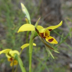 Diuris sulphurea at Yass River, NSW - 19 Oct 2020