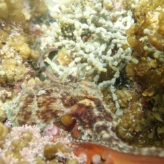 Octopus tetricus (Gloomy Octopus) at Dalmeny, NSW - 17 Oct 2020 by Laserchemisty