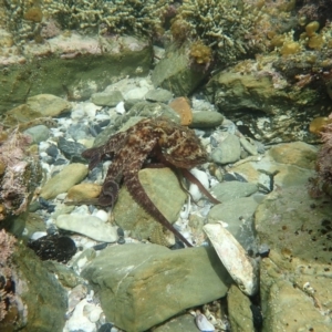 Octopus tetricus at Dalmeny, NSW - 17 Oct 2020