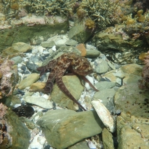 Octopus tetricus at Dalmeny, NSW - 17 Oct 2020 01:53 PM