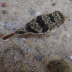 Tetractenos glaber at Dalmeny, NSW - 14 Oct 2020 by Laserchemisty