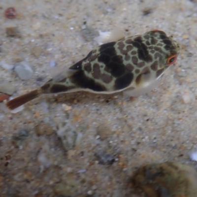 Tetractenos glaber at Dalmeny, NSW - 14 Oct 2020 by Laserchemisty