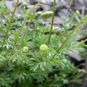 Cotula australis at Yass River, NSW - 19 Oct 2020