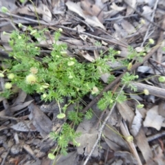 Cotula australis at Yass River, NSW - 19 Oct 2020