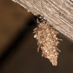 Unverified Case moth (Psychidae) at Melba, ACT - 13 Oct 2020 by kasiaaus