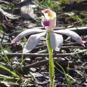 Caladenia moschata at O'Connor, ACT - 18 Oct 2020