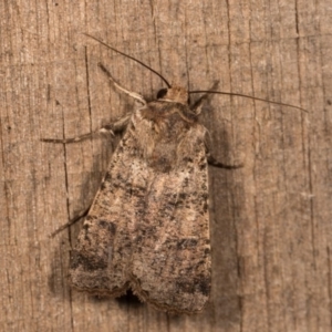 Agrotis porphyricollis at Melba, ACT - 13 Oct 2020 10:16 PM