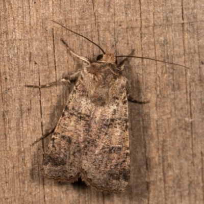 Agrotis porphyricollis (Variable Cutworm) at Melba, ACT - 13 Oct 2020 by kasiaaus