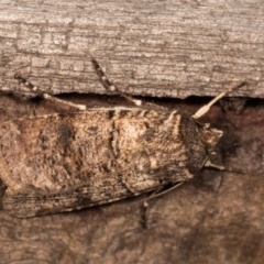 Agrotis porphyricollis at Melba, ACT - 13 Oct 2020 10:16 PM