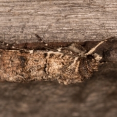 Agrotis porphyricollis at Melba, ACT - 13 Oct 2020 10:16 PM