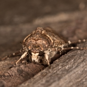 Agrotis porphyricollis at Melba, ACT - 13 Oct 2020