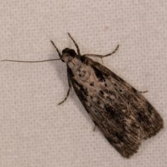 Digama marmorea (An Erebid moth) at Melba, ACT - 13 Oct 2020 by kasiaaus