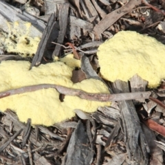 Fuligo septica (Scrambled egg slime) at Throsby, ACT - 19 Oct 2020 by davobj