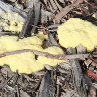 Fuligo septica (Scrambled egg slime) at Throsby, ACT - 19 Oct 2020 by davobj