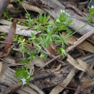 Sherardia arvensis at Yass River, NSW - 19 Oct 2020