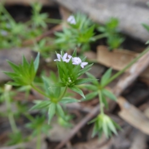 Sherardia arvensis at Yass River, NSW - 19 Oct 2020