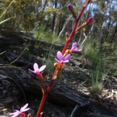 Stylidium graminifolium (Grass Triggerplant) at O'Connor, ACT - 18 Oct 2020 by JanetRussell