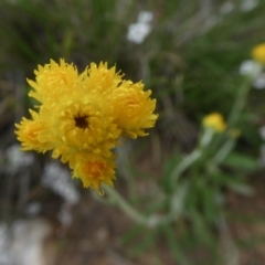 Chrysocephalum apiculatum (Common Everlasting) at Yass River, NSW - 16 Oct 2020 by SenexRugosus