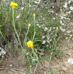 Chrysocephalum apiculatum at Yass River, NSW - 16 Oct 2020