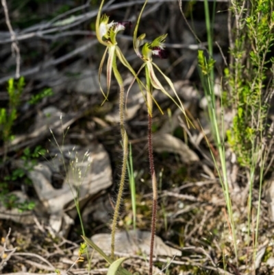 Caladenia atrovespa (Green-comb Spider Orchid) at Melrose - 19 Oct 2020 by dan.clark