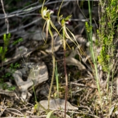 Caladenia atrovespa (Green-comb Spider Orchid) at Chisholm, ACT - 19 Oct 2020 by dan.clark