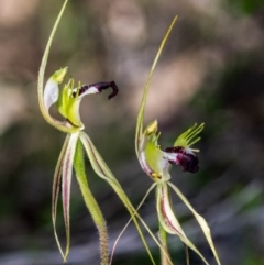 Caladenia atrovespa at Chisholm, ACT - suppressed