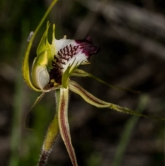 Caladenia atrovespa at Chisholm, ACT - suppressed