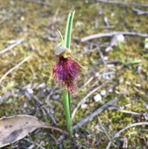 Calochilus robertsonii at South East Forest National Park - suppressed