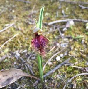 Calochilus robertsonii at South East Forest National Park - 19 Oct 2020