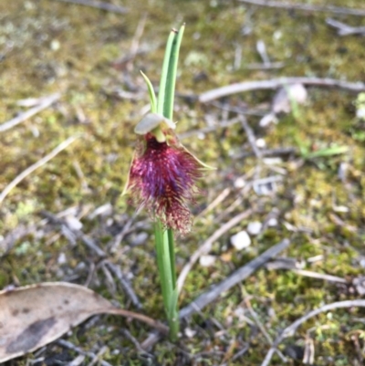 Calochilus robertsonii (Beard Orchid) at South East Forest National Park - 19 Oct 2020 by Vsery