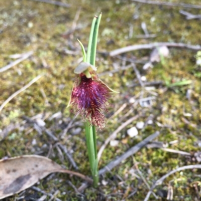 Calochilus robertsonii (Beard Orchid) at South East Forest National Park - 18 Oct 2020 by Vsery