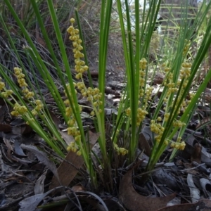 Lomandra filiformis at O'Connor, ACT - 18 Oct 2020 02:33 PM