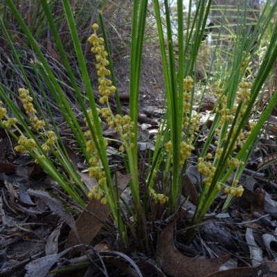 Lomandra filiformis (Wattle Mat-rush) at O'Connor, ACT - 18 Oct 2020 by JanetRussell