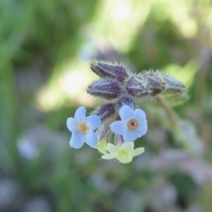 Myosotis discolor at Yass River, NSW - 16 Oct 2020 11:05 AM