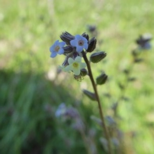 Myosotis discolor at Yass River, NSW - 16 Oct 2020 11:05 AM