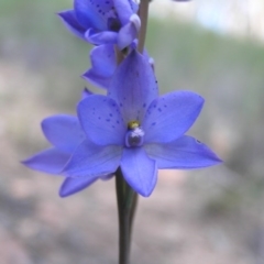 Thelymitra ixioides (Dotted Sun Orchid) at Nanima, NSW - 14 Oct 2020 by SueMcIntyre