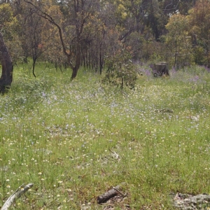 Leucochrysum albicans subsp. tricolor at Watson, ACT - 19 Oct 2020