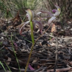 Caladenia moschata (Musky Caps) at O'Connor, ACT - 18 Oct 2020 by JanetRussell