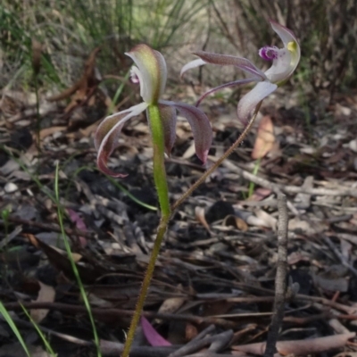 Caladenia moschata (Musky Caps) at O'Connor, ACT - 18 Oct 2020 by JanetRussell