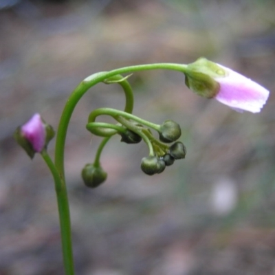 Drosera auriculata (Tall Sundew) at Gang Gang at Yass River - 7 Oct 2020 by SueMcIntyre