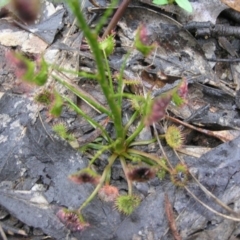 Drosera auriculata at Yass River, NSW - 7 Oct 2020 08:27 PM