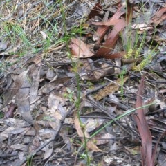 Drosera auriculata at Yass River, NSW - 7 Oct 2020 08:27 PM