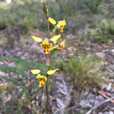 Diuris sulphurea (Tiger Orchid) at Yellow Pinch, NSW - 19 Oct 2020 by Vsery